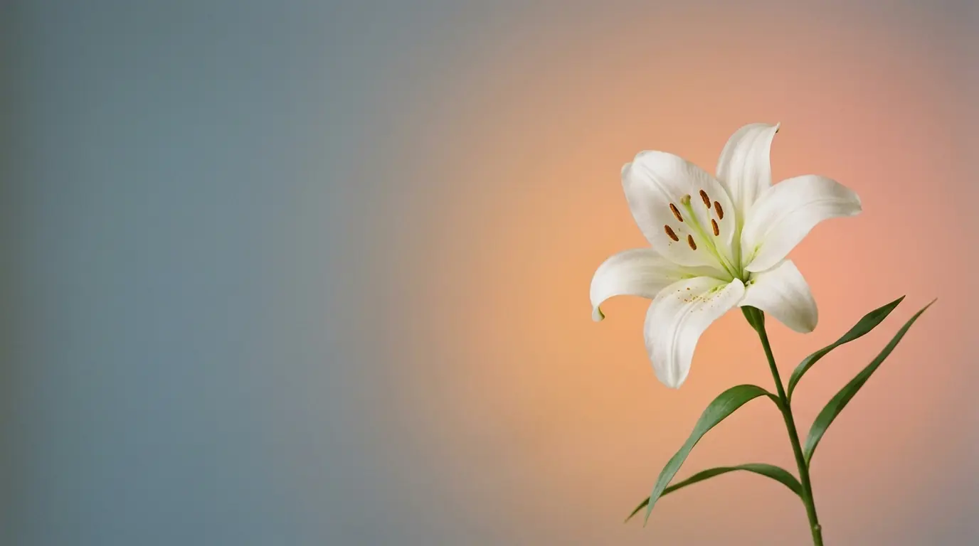 A single white lily against a soft peach and blue backdrop